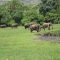 7 Days Of Primates & Gorilla Tour In Rwanda