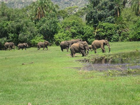 7 Days Of Primates & Gorilla Tour In Rwanda