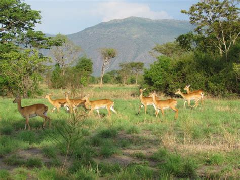 22 Days Of Uganda Rwanda Long Gorilla Trekking & Wildlife Safari