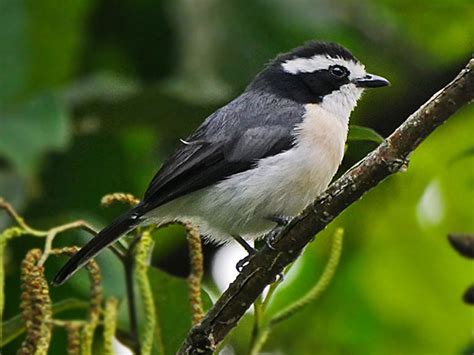 6 Days Of Uganda Birding Experience