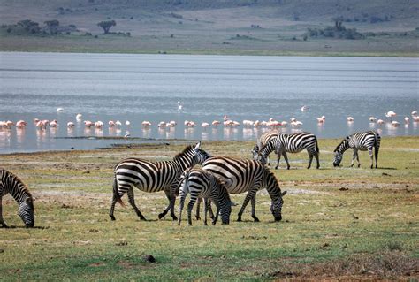 6 Days Of Tanzania Wildlife & Culture Safari