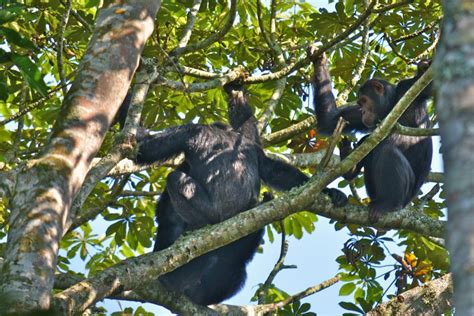 15 Days Of Tanzania Uganda Wildlife Safari