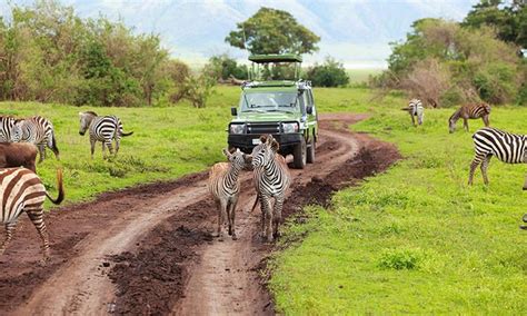 8 Days Of Birding Safari in Tanzania