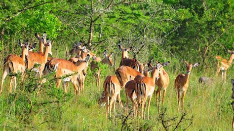 7 Days of Honeymoon Safari in Uganda