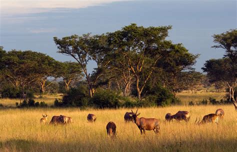 8-Days Of Uganda Eco Safari