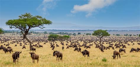 A Luxury 10-Day Of Kenya And Tanzania Safari