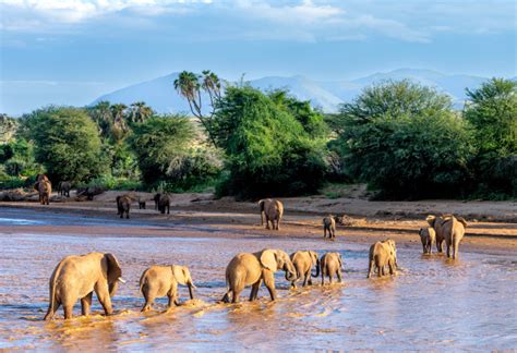 14 Days Of Kenya & Tanzania Camping Safari