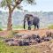 11-Days Of Uganda Gorillas & Savannah Safari