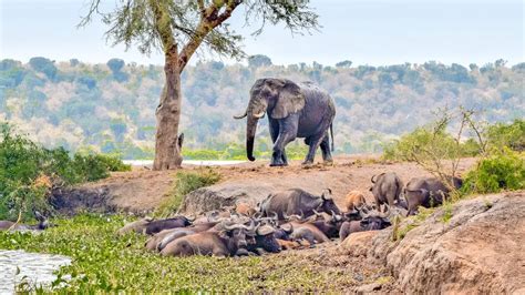 11-Days Of Uganda Gorillas & Savannah Safari