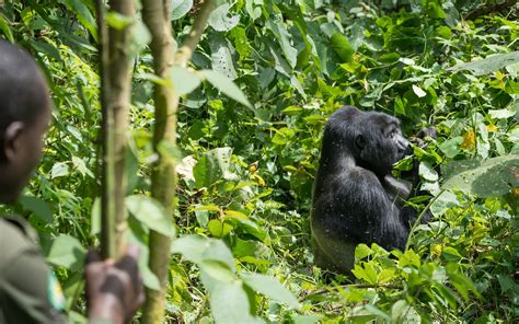 9 Days of Uganda wildlife safari from Kigali