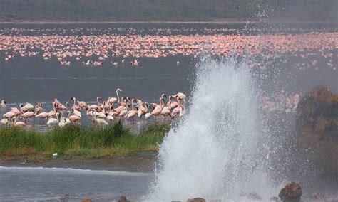 10 Days Of Epic Birding Tour In Kenya