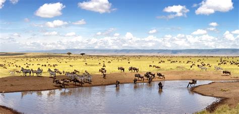3 Days Of Kenya Wildlife Safari to Maasai Mara Game Reserve