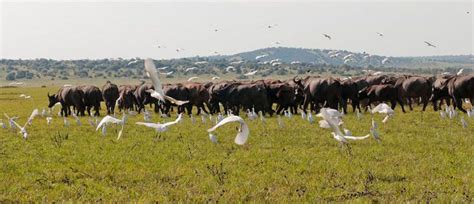 16 Days Of Rwanda Birding and Wildlife Safari