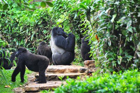3 Days Of Bwindi Gorilla Tour From Kigali