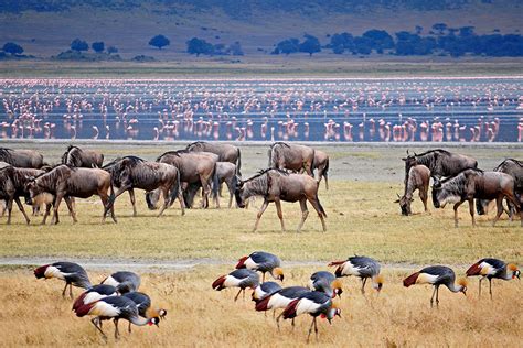 7 Days Of Tanzania Classic Wildlife Safari