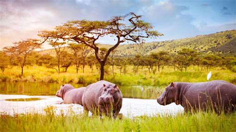 9 Days Of Rwanda Birding and Gorilla Tracking Tour