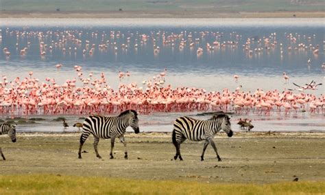4 Days Of Tanzania Birding Safari To Lake Manyara National Park
