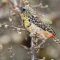 20-Days Of Kenya Birding Photography Tour