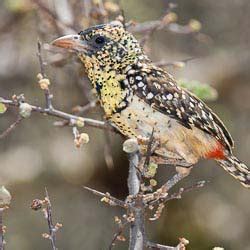 20-Days Of Kenya Birding Photography Tour