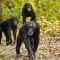 10 Days Of Rwanda Gorilla Tour