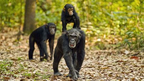 10 Days Of Rwanda Gorilla Tour