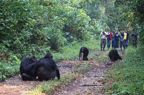 10 Days Of Uganda Trip