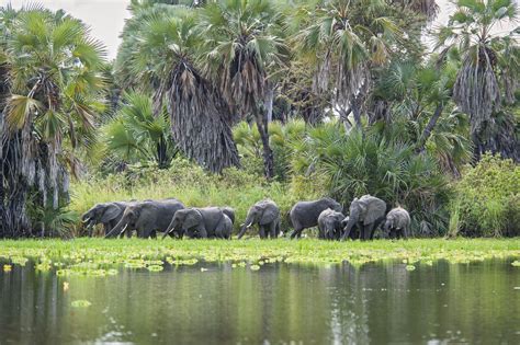 11-Days Of Ruaha & Nyerere National Parks Wildlife Safari