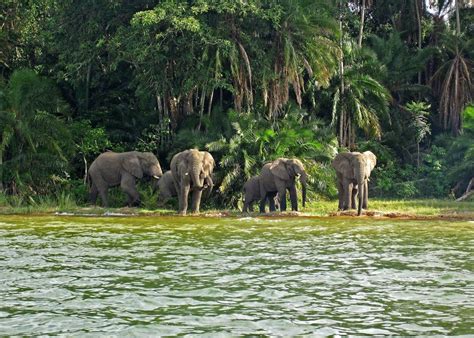 8-Days Of Uganda & Tanzania Primate Safari