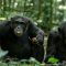 10 Luxury Days Of Tanzania & Rwanda Safari