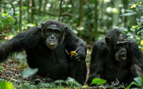 10 Luxury Days Of Tanzania & Rwanda Safari