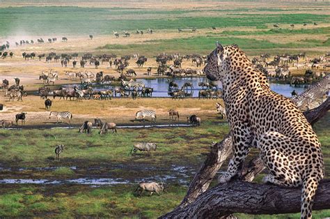 12 Days Tanzania and Rwanda safari