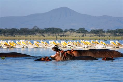 5 Days Of Nakuru Naivasha & Mara Wildlife Safari