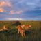 5 Days Of Kenya Luxurious Safari