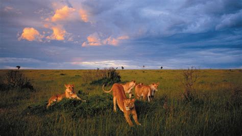 5 Days Of Kenya Luxurious Safari