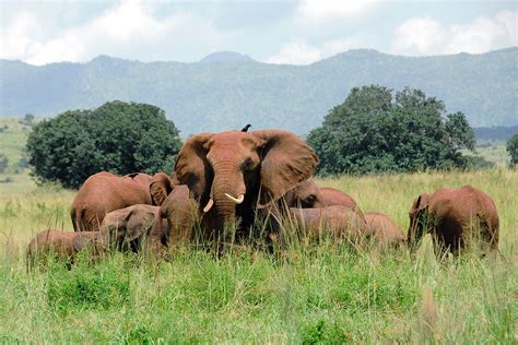 21 Ultimate Days of Uganda Safari