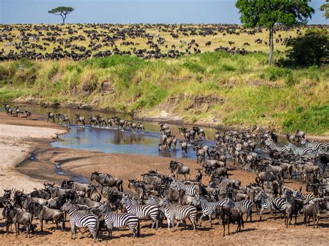 6 Days Of Kenya & Rwanda Wildlife Safari