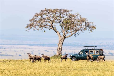 8 Days Best of Kenya Tanzania and Rwanda safari